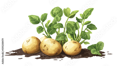 Harvested Potato Plant on Plate