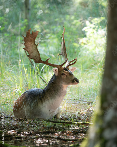Damhirsch mit Schaufelgeweih liegt im Sonnenlicht des Waldes
