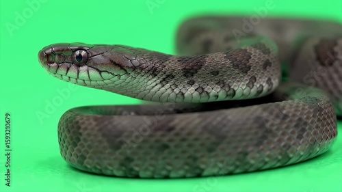 Wallpaper Mural 3D Realistic Halmahera Sea Krait Isolated on Green Screen Detailed Scales and Markings For Wildlife Education and Documentaries Torontodigital.ca