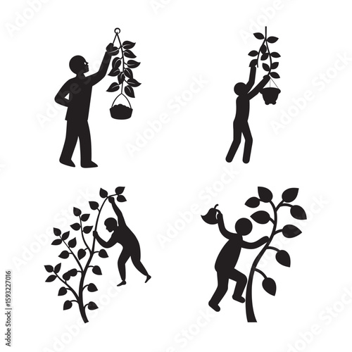 silhouette money plant on white background