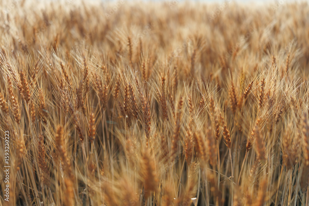 Fototapeta premium 麦畑