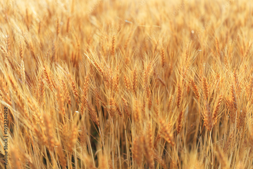 Fototapeta premium 麦畑