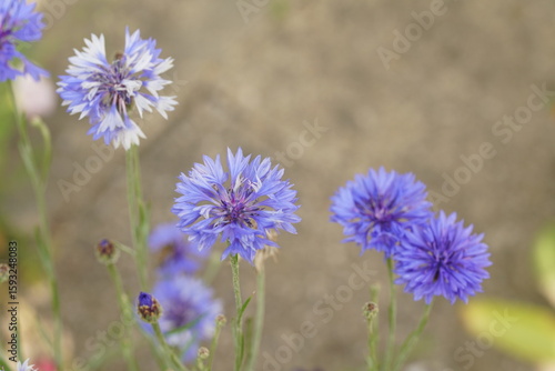 Wallpaper Mural Blaue leuchtende Kornblumen im Sommer, Centaurea cyanus Torontodigital.ca