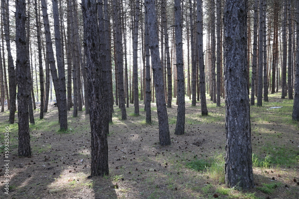 Naklejka premium Tree branches skyward. High quality photo