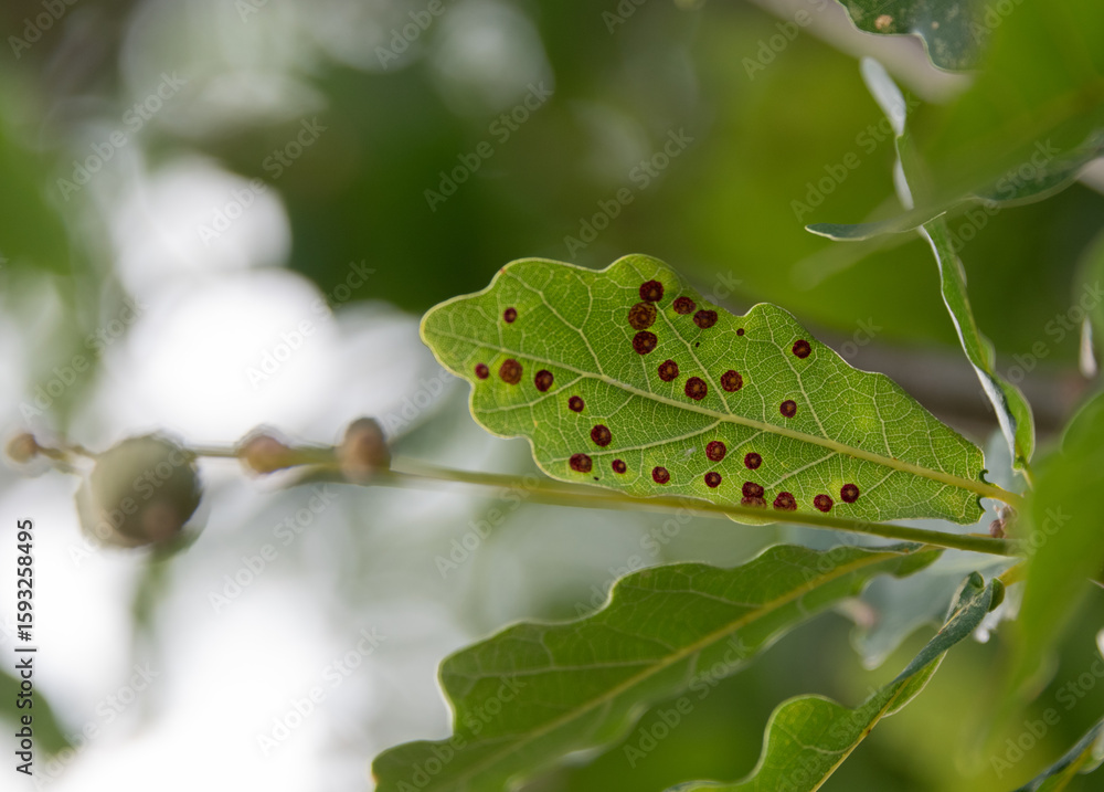 Naklejka premium Oak galls caused by gall wasps on the underneath of an oak leaf, with copy space.