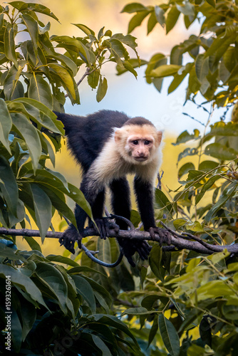White-faced Capuchin Monkey in Costa Rica Jungle - Wildlife, Nature, Tropical Forest, Primate, animal
