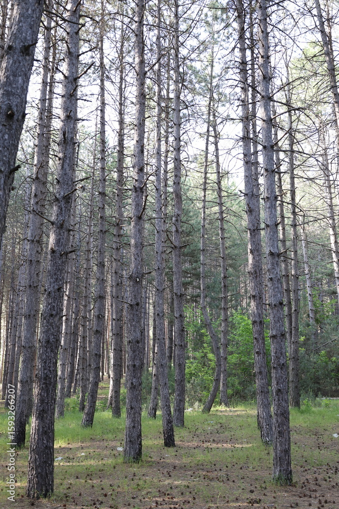 Fototapeta premium Tree branches skyward. High quality photo