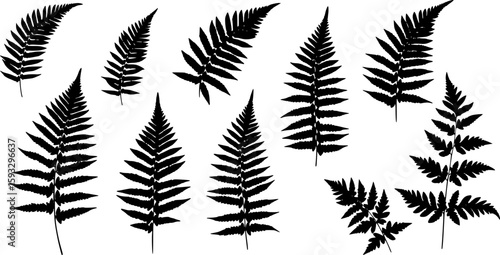 fern silhouettes on the white background volume 1
