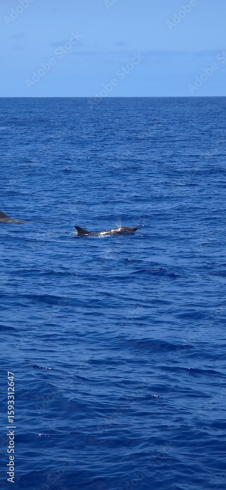 Fototapeta premium Rough toothed dolphin