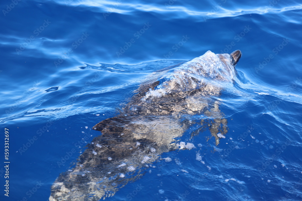 Obraz premium Spotted dolphin