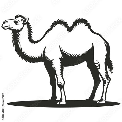 camel in the desert
