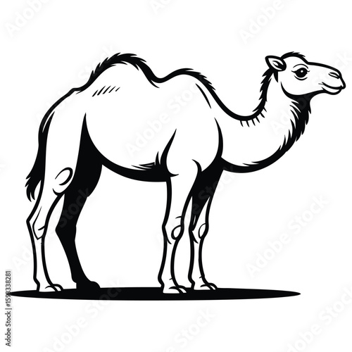 camel in the desert