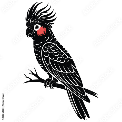 cockatoo