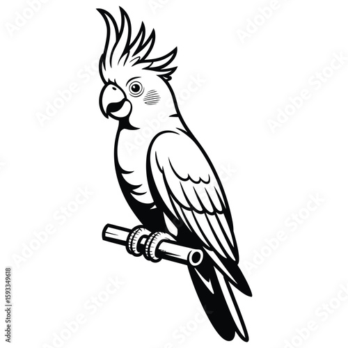 cockatoo