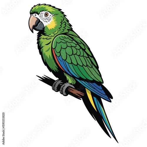 parrot on white background