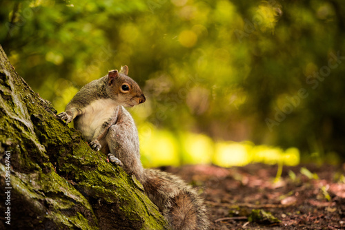 squirrel in the park