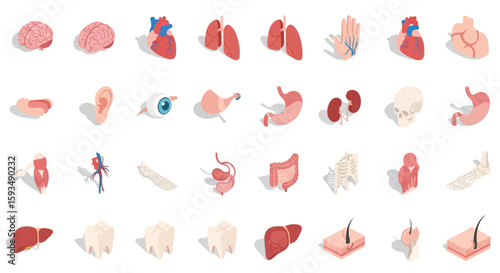 Isometric illustration of human internal organs on a white background