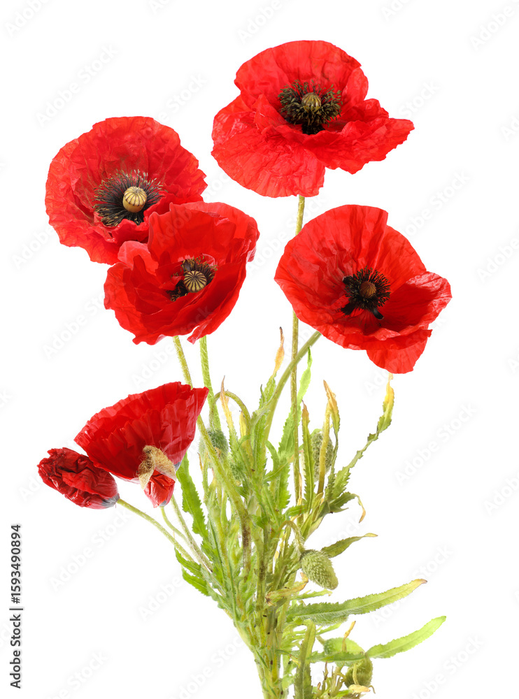 Fototapeta premium Bright red poppy flowers on white background. Meadow plant