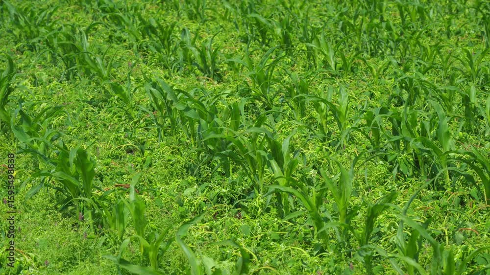 A Beautiful Lush Green Field Filled with Growing Crops Under the Bright Sunlight Above Us A Beautiful Lush Green Field Filled with Growing Crops Under the Bright Sunlight Above Us