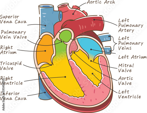 心臓の断面のイラスト Cross section of the hear