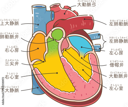 心臓の断面のイラスト Cross section of the hear