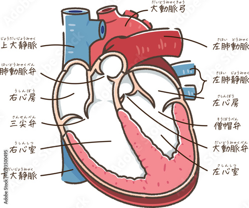 心臓の断面のイラスト Cross section of the hear