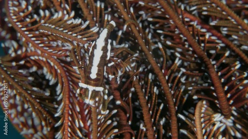A shrimp walks on a sea lily on the bottom of a tropical sea. Dark fence crinoid shrimp (Laomenes sp.) Indonesia, 2 cm ID: dentate rostrum, longitudinal wavy dark stripe.