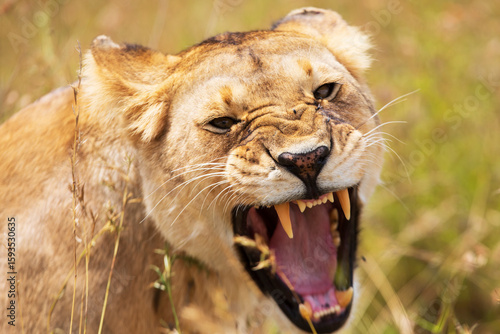 Tight shot of an angry lioness showing teeth on an African Safari