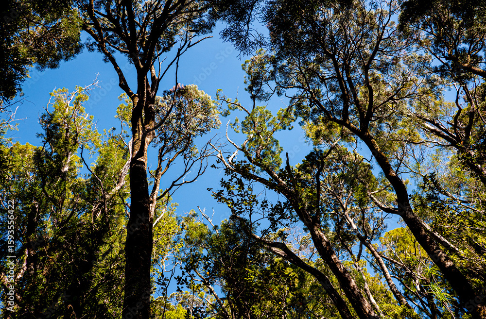 Obraz premium new zealand fiordland national park thick green bush native forest hills mountains blue sky