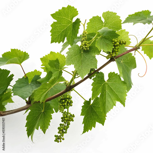 green grape vine