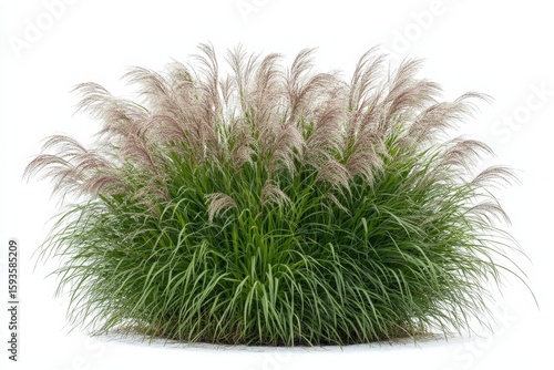 Green ornamental grass with feathery plumes isolated on white background