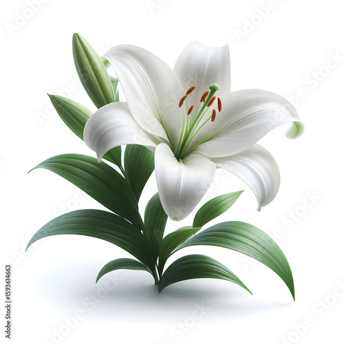 Lily flower on white background