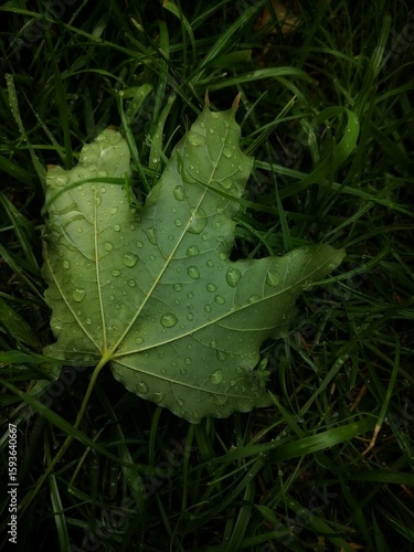 green leaf with water drops