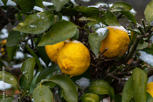 Yuzu, a Japanese citrus fruit with a tart, fragrant flavor, is ripening fruit in snow day in Japan.
