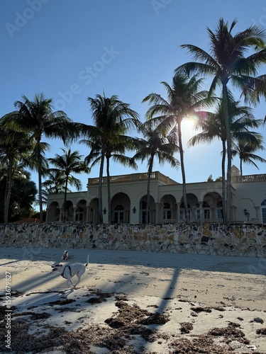 Elegant tropical beachfront house with Mediterranean architecture featuring arched colonnade, stone seawall, swaying palm trees, and playful dogs on pristine white sand beach under brilliant blue sky