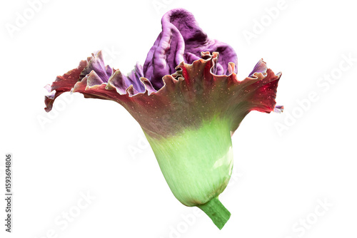 A large bright purple flower of Amorphophallus paeoniifolius, elephant foot yam or whitespot giant arum, Konjac, Stanleya water-tub, isolated transparent background.