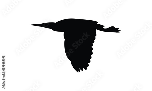 Flying American bittern bird Silhouette Design  And Vector Illustration. 