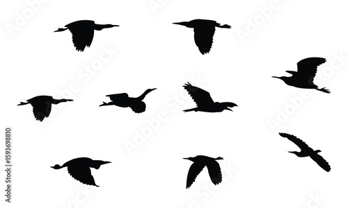 Flying American bittern bird Silhouette Design  And Vector Illustration. 