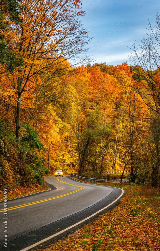 Obraz premium road in autumn forest