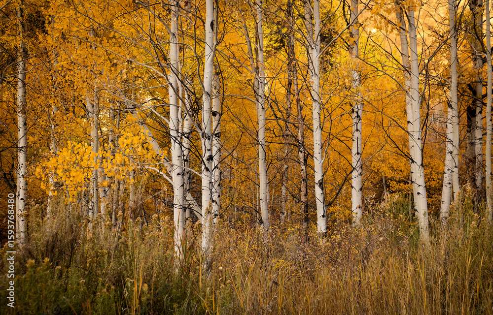Fototapeta premium autumn forest in the morning