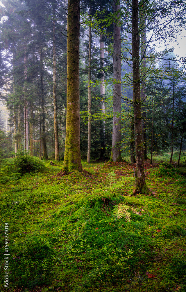 footpath in the forest footpath in the forest