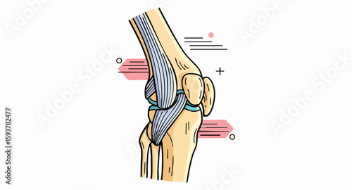 Anatomical Illustration of Human Knee Joint with Ligaments and Tendons for Medical Education, Anatomy Blogs, Health Awareness, and Physiotherapy Resources  