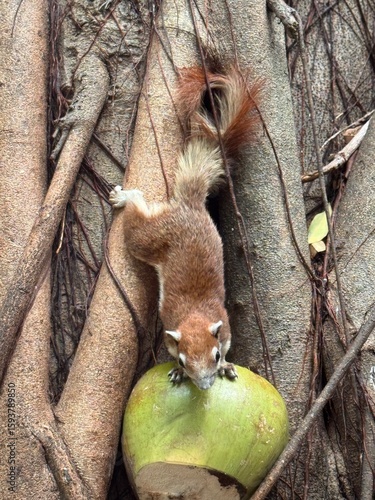 squirrel on a tree