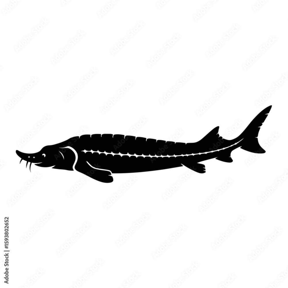 Obraz premium Ancient Sturgeon Fish Outline silhouette aquatic