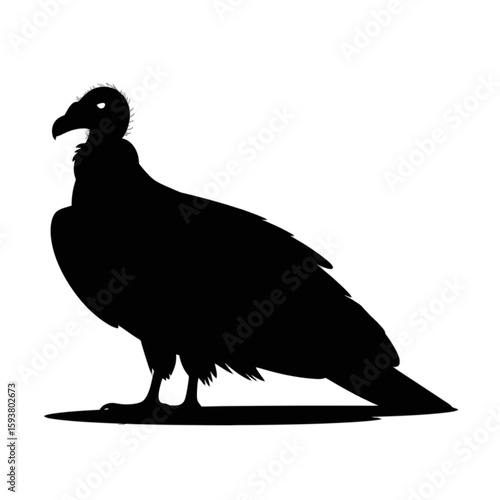 Andean Condor Bird Silhouette vulture wildlife