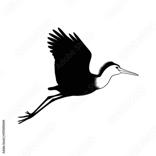 Heron in Flight bird flying