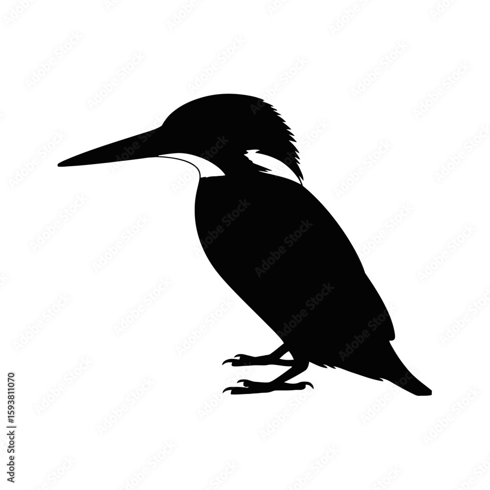 Obraz premium Kingfisher Bird Silhouette avian wildlife