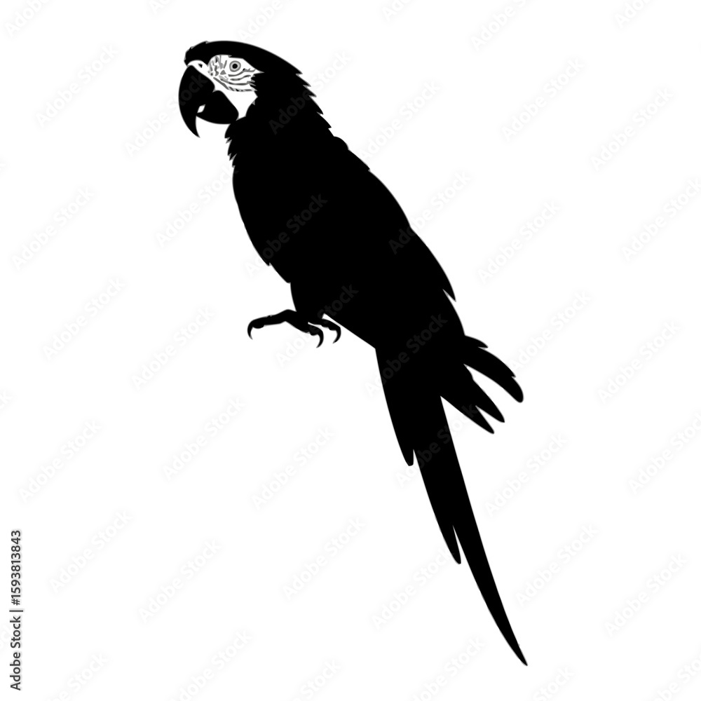 Fototapeta premium Macaw Parrot Perched bird tropical