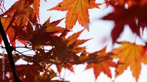 Autumn's Embrace: Vibrant Red Maple Leaves Against Sky, Nature's Beauty