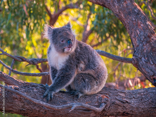 Canvas Print Koala in Gum Tree